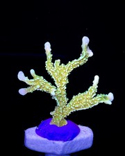 Coral frags SPS Frag Montipora