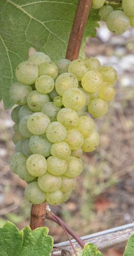 Millter thurgau grape 80cm - thurgau, 70-80cm