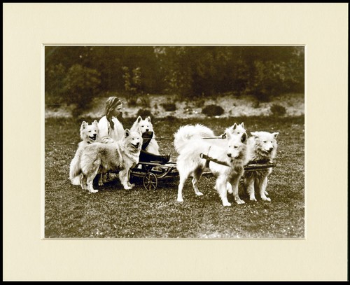 Samoyed dog art - dog,