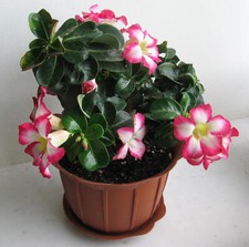 Adenium Obesum Mini Size Mixed Seeds ~ Fresh/Viable Seeds ~ Bonsai/Houseplant