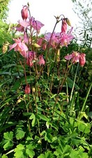 2 pink or purple Aquilegia