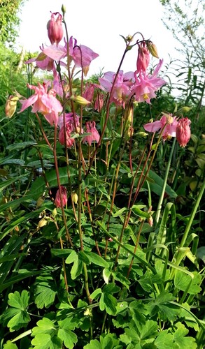Pink purple aquilegia - 2,