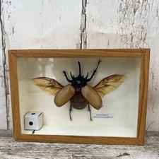 Taxidermy Eupatorus Gracilicornis In Glazed Box Case Insect Horn Beetle 7" by 5"