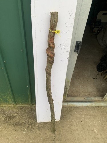 Seasoned birch twisty - seasoned,