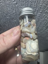 Australian Opalised Shell