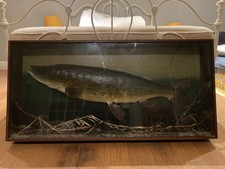 Large Vintage Taxidermy Pike In Glass Case -  Aprox 2m - Excellent Condition