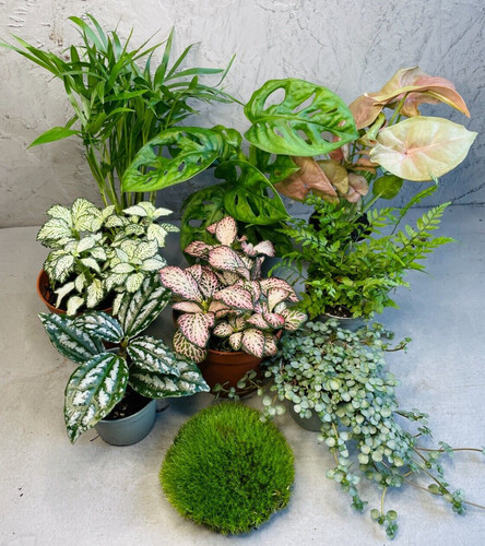 Terrarium plant set - terrarium, of