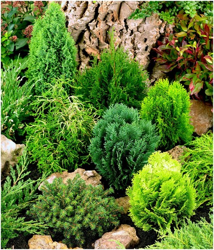 Dwarf conifer collection - dwarf,