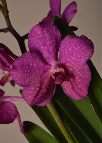 Tayanee cerise pink vanda - tayanee,