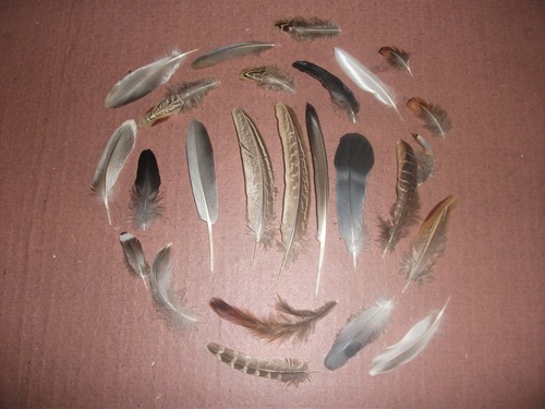 Natural birds feathers - 25,