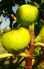 yellow green Fig, FICUS CARICA