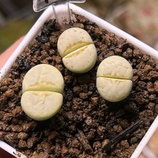 Exact Plant，3pcs C349A