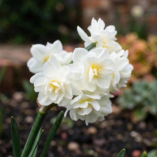 Narcissus erlicheer bulbs x10 - erlicheer,