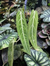 Anthurium Warocqueanum