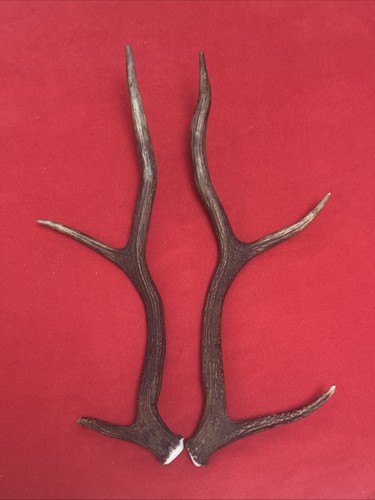 Pair red deer - red, antlers