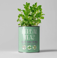 Herbal Tea Grow Your Own Kit -