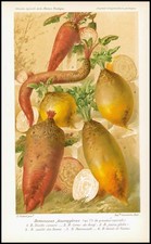1894 Antique Chromolithograph