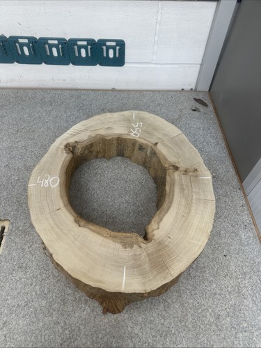 Elm tree slice wood - round, live