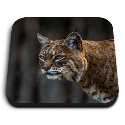 Square mdf magnets bobcat - magnets,