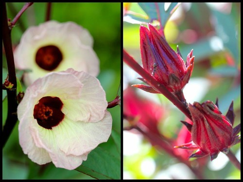 Hibiscus sabdariffa roselle - -,