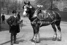 Afk-29 Social History, Heavy/Shire Horse in Harness, Burnley, Lancashire. Photo