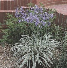 Agapanthus Silver Moon plant