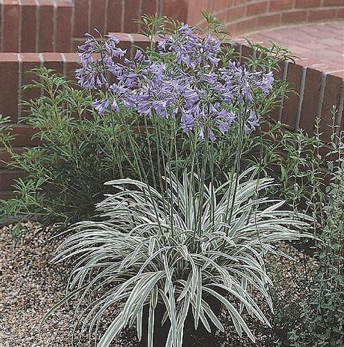 Agapanthus silver moon plant - silver,