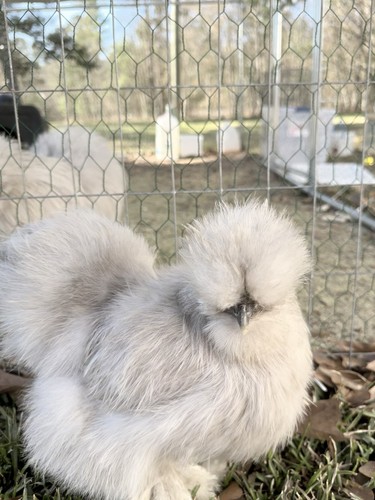 Bearded lavender silkie - lavender,