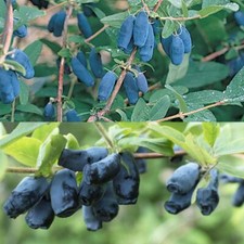 Honeyberry Seeds - Lonicera