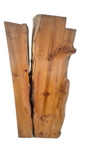 English yew live - yew, slab
