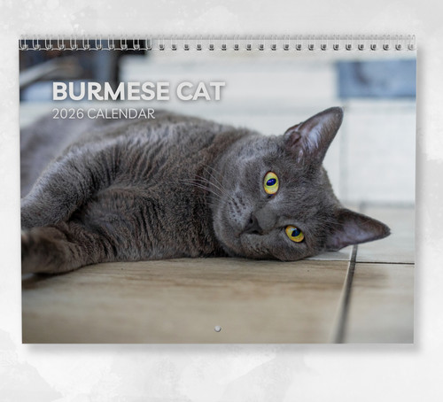 Burmese cat calendar 2026 - cat,