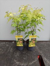 2x Acer Palmatum 'Orange