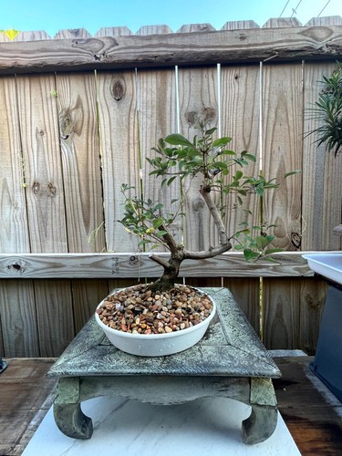 Awesome fantastic vitex - fantastic,