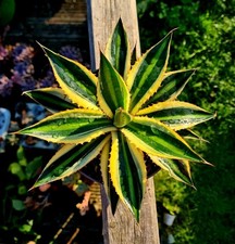 Agave Lophanta quadricolour | Variegated succulent plant