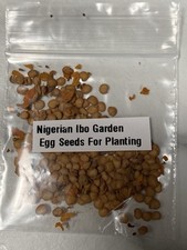 Nigerian Planting GARDEN EGG