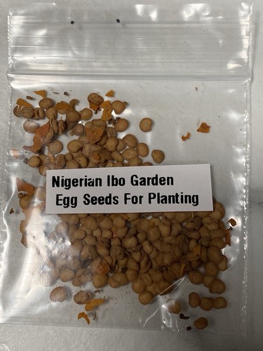 Nigerian planting garden egg - garden,
