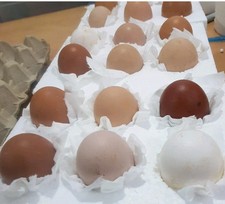 Fresh 12 x  Chicken Eggs
