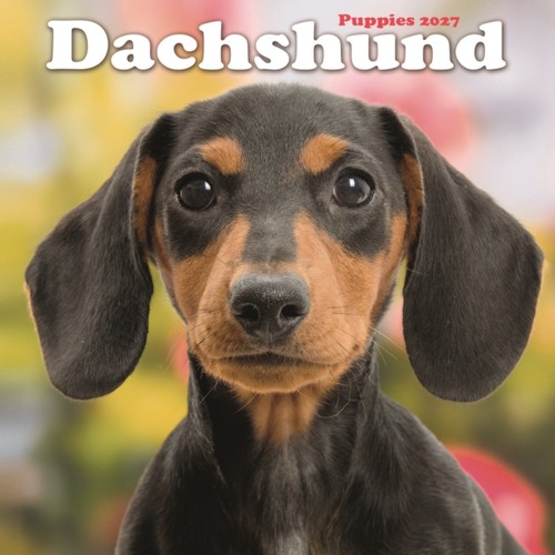 Dachshund puppies - dachshund, m