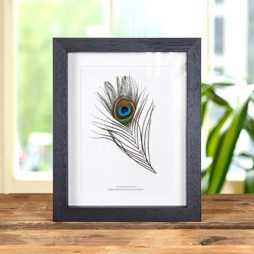 Taxidermy peacock feather from - taxidermy,