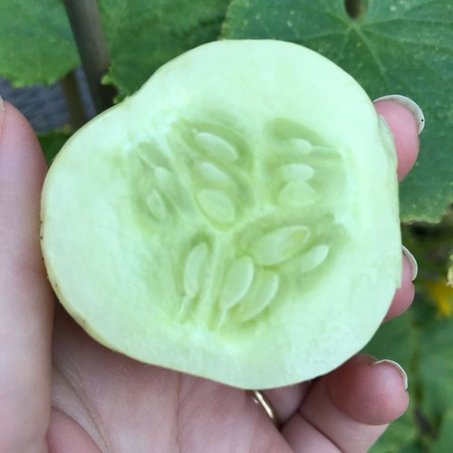 Cucumber crystal lemon - cucumber,