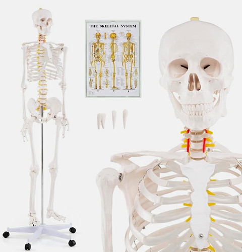 180cm life size anatomical - life-size,