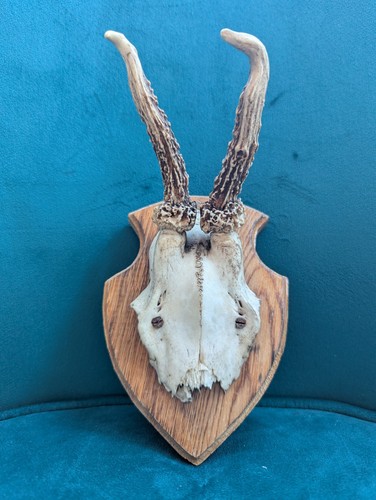 Vintage roe deer antlers - roe, on