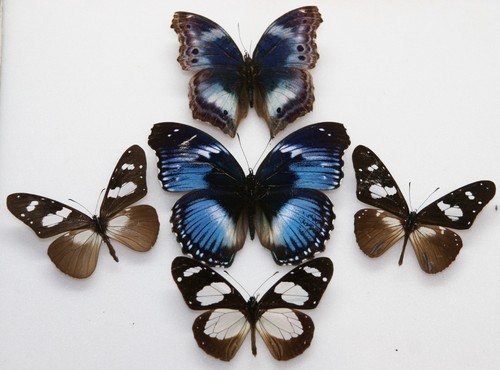 Real butterfly specimens - butterfly, x5