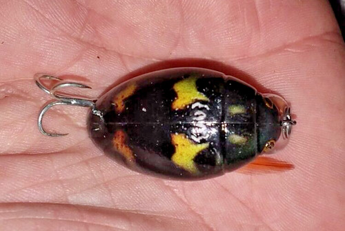Prunanm water beetle bug - water,
