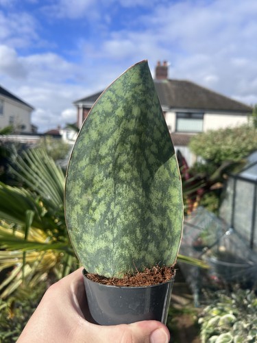 Whale fin snake plant - snake,