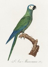 Plate No. 7 Red-Bellied Macaw