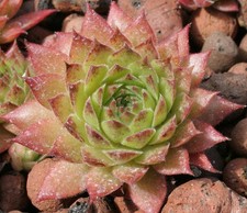 Sempervivum - Hart - drought