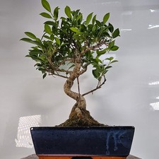 Ficus Microcarpa (Banyan Fig)