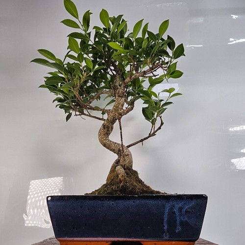 Ficus microcarpa - ficus,