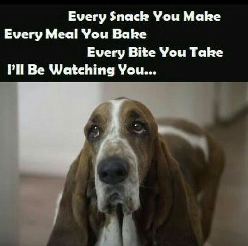 Funny basset hound - funny,